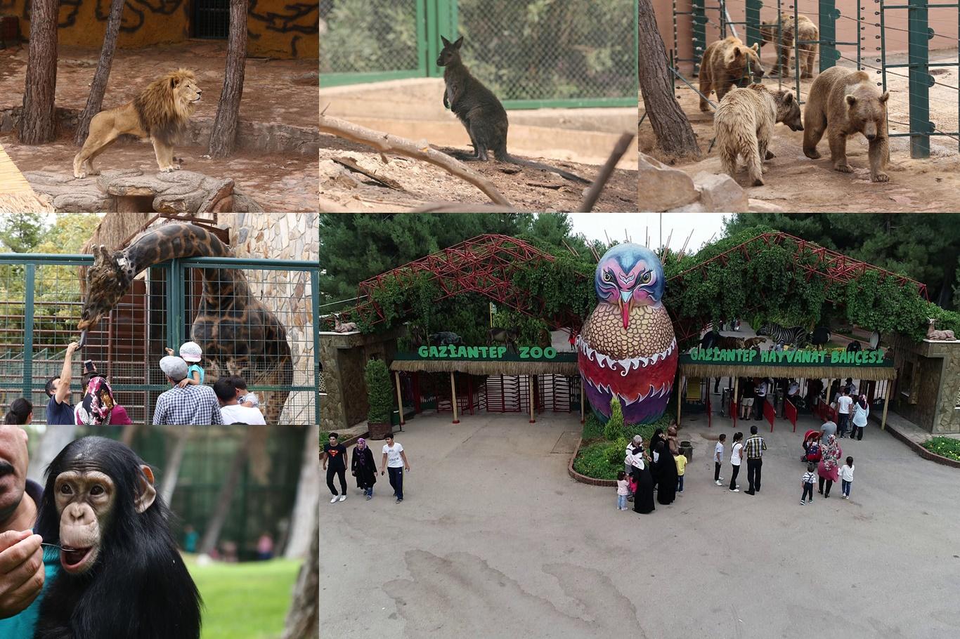 Gaziantep Hayvanat Bahçesi bünyesindeki binlerce hayvanla ilgi odağı oluyor